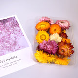 Dried Flower for DIY Accessories